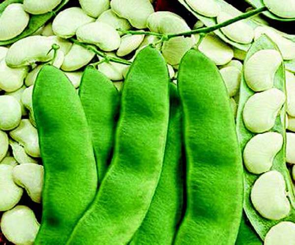 Henderson's Bean Seeds packet from Seeds 'n Such, 2 oz, showing colorful bean seed images on the packaging.