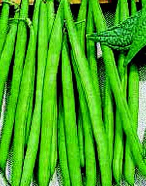 Packet of Seeds 'n Such Improved Tendergreen Bean seeds for planting and gardening.