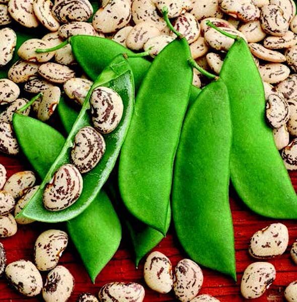 Packet of Seeds 'n Such Jackson Wonder Bean seeds in a 2 oz packet, showcasing vibrant bean seeds and packaging.
