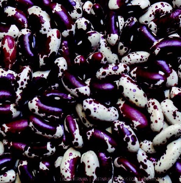 Packet of Seeds 'n Such Jacob's Cattle Bean seeds in a 2oz packet, showing vibrant bean illustrations and packaging.