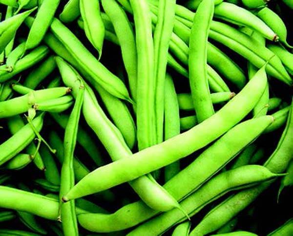 Mountaineer White Half Runner Bean - Blessings Grow Meadows