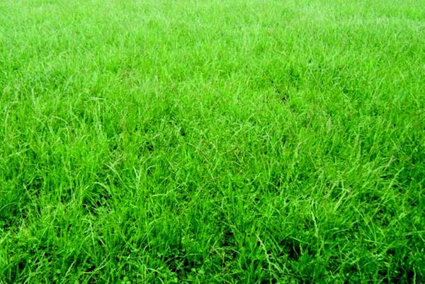 Seed packet for Seeds 'n Such Permanent Pasture Mixture, 2 oz, showing colorful seed packet with images of pasture grasses.