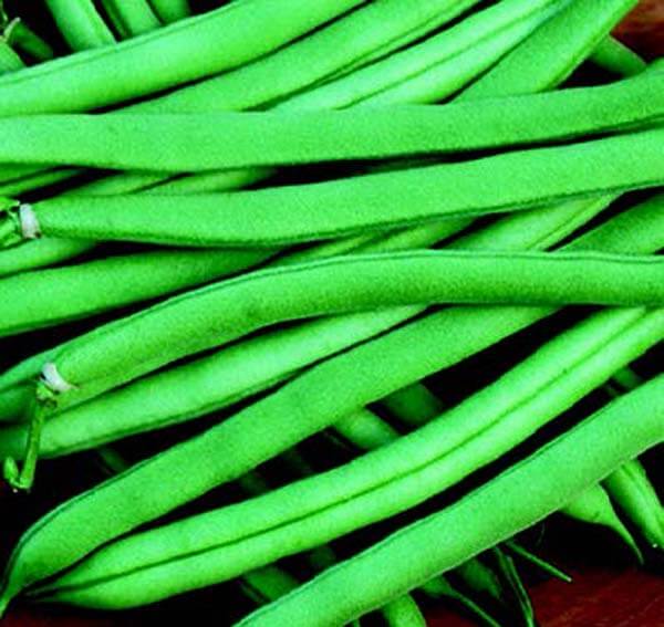 Packet of Seeds 'n Such Provider Bean Seeds showing bright green bean seeds in a 2 oz packet for planting.