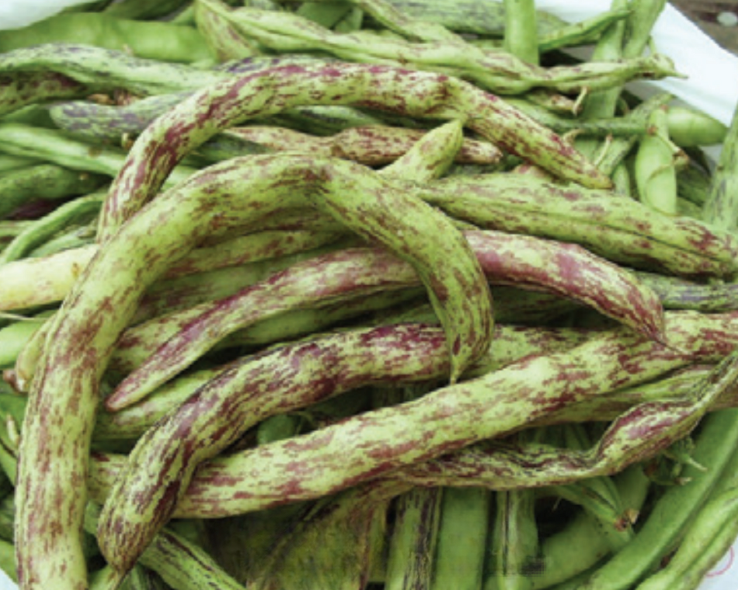 Packet of Seeds 'n Such Rattlesnake Bean Seeds showing 2 oz seed packet for planting and gardening.