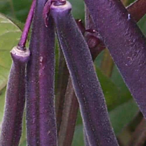 Royal Burgundy Bean seeds packet from Seeds 'n Such, featuring vibrant purple bean seeds in a 2 oz package.
