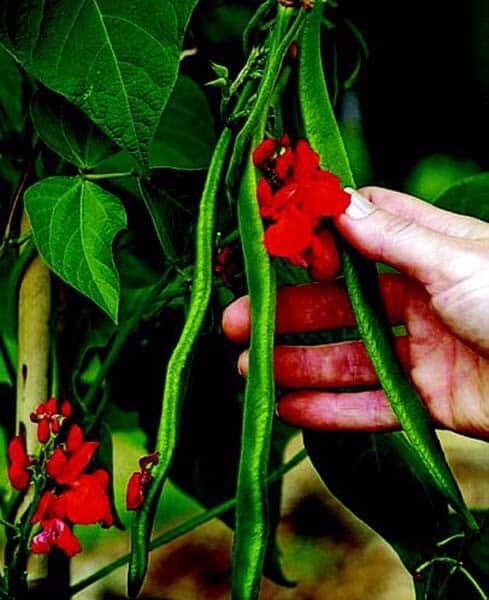 Packet of Seeds 'n Such Scarlet Runner Bean seeds showing bright red beans in a clear packet.