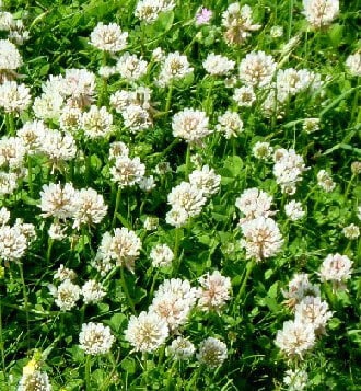 White Dutch Clover seeds packet from Seeds 'n Such, showing 2 oz of white Dutch clover seed for lawns and ground cover.