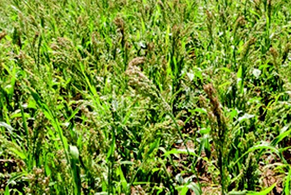 White Proso Millet seeds from Seeds 'n Such in a 2 oz packet, showing small, white millet grains ready for planting or consumption.