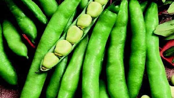 Windsor Bean Seeds packet from Seeds 'n Such showing bright green bean seeds in a 2 oz packet.