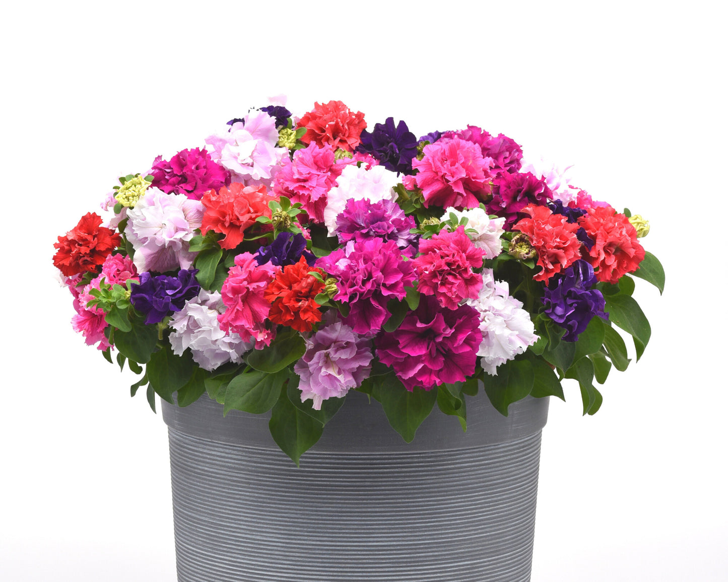 Packet of Seeds 'n Such Double Cascade Grandiflora Hybrid Mix Petunia seeds with 20 pellets for vibrant garden blooms