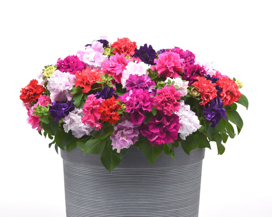 Packet of Seeds 'n Such Double Cascade Grandiflora Hybrid Mix Petunia seeds with 20 pellets for vibrant garden blooms