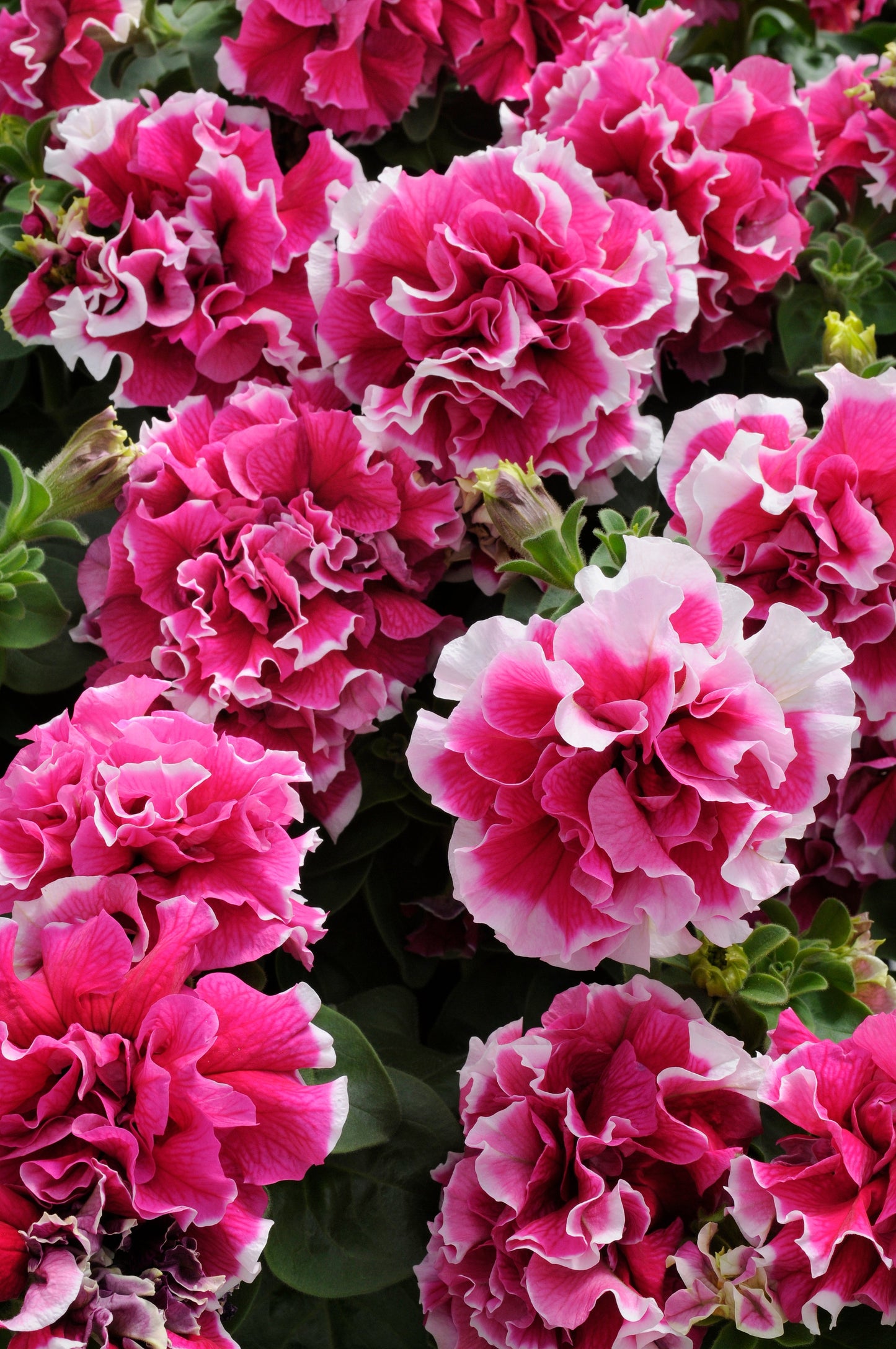 Packet of 20 Pellets of Pirouette Rose Double Grandiflora Hybrid Petunia Seeds by Seeds 'n Such showing seed pellets in a packet.