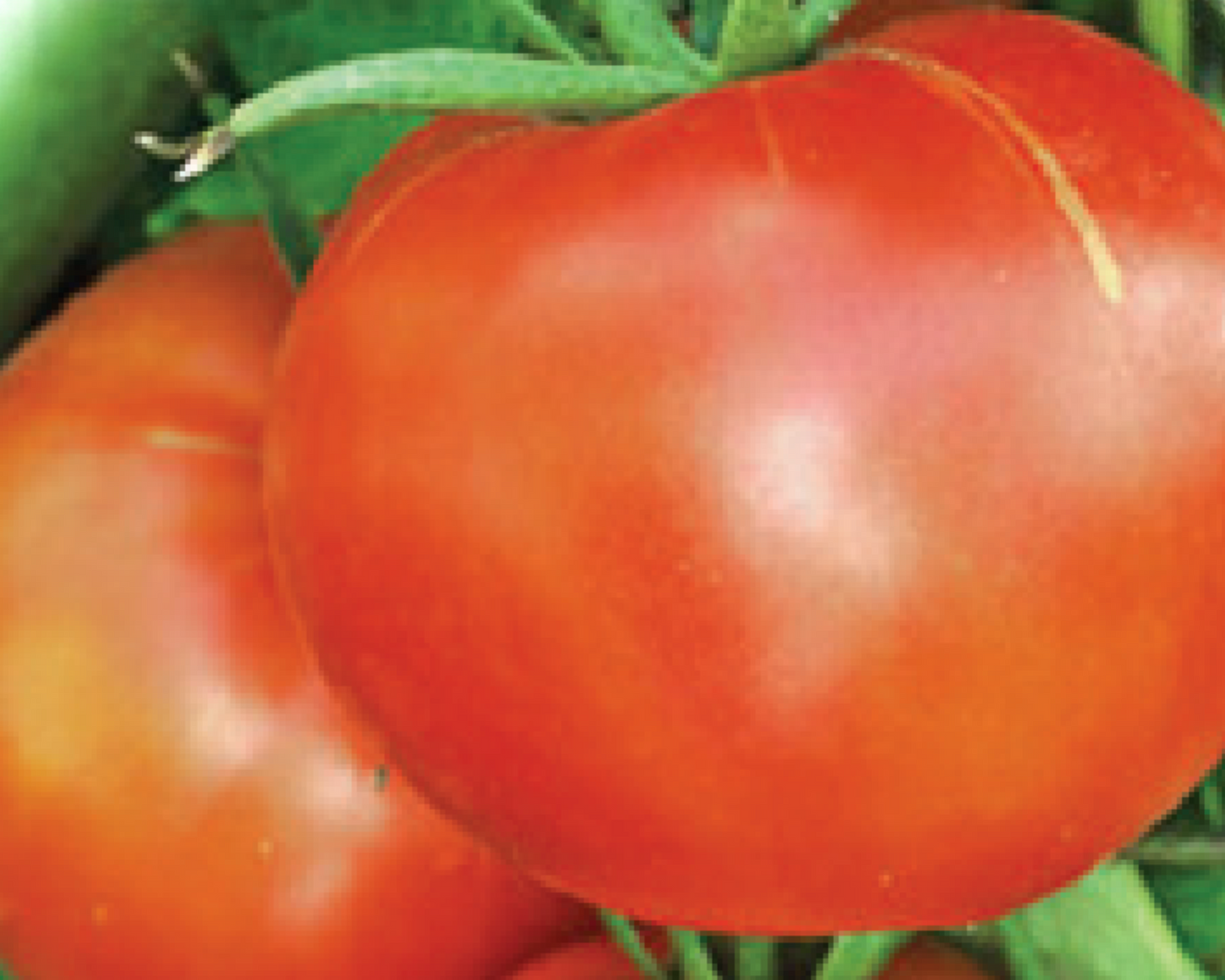 Packet of Buckbee's™ Abraham Lincoln Tomato Seeds by Seeds 'n Such, showing 20 seeds in a clear packet.