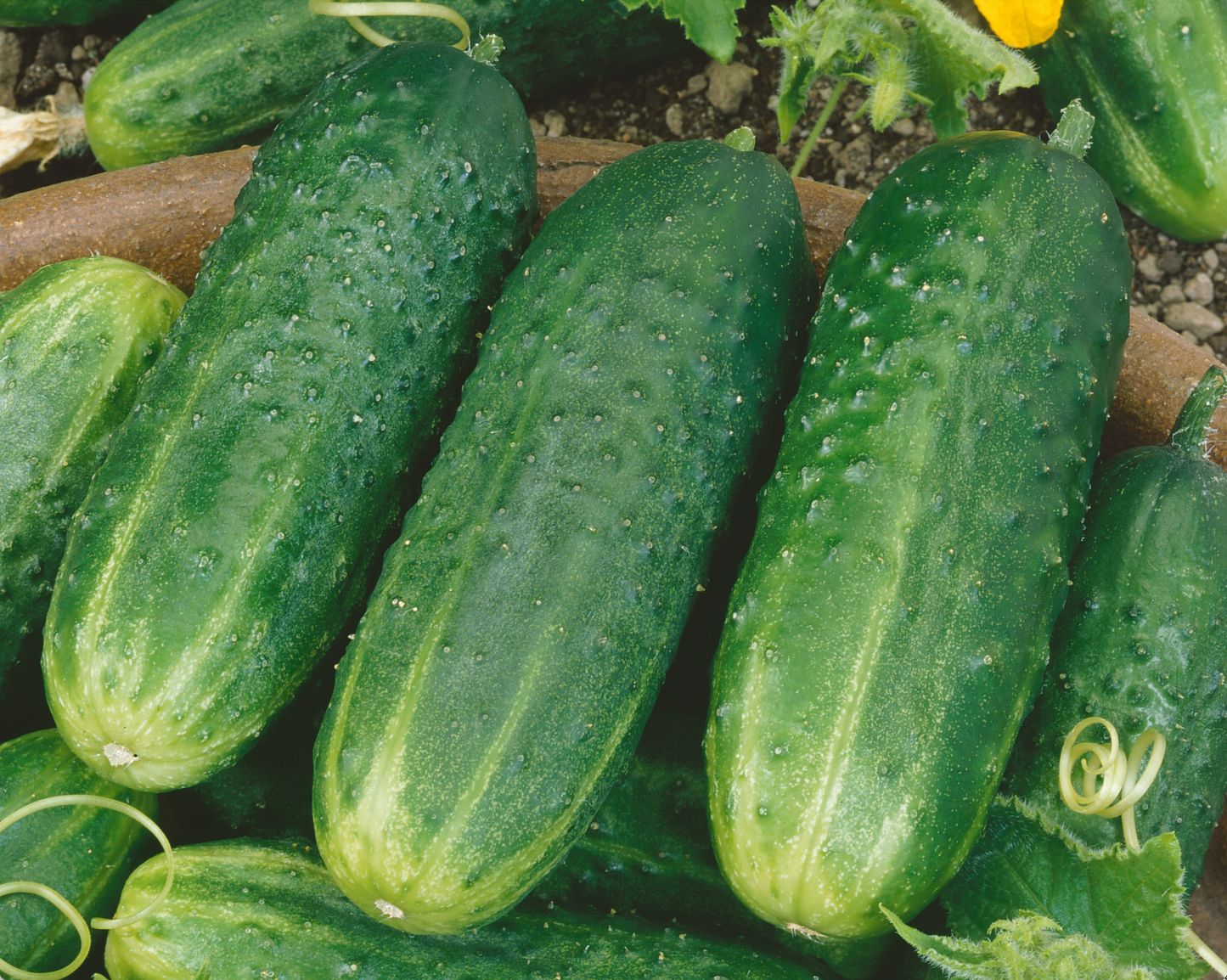 Packet of County Fair Improved Hybrid Cucumber Seeds from Seeds 'n Such with 20 seeds in the packet.