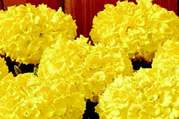 Packet of Discovery Yellow Hybrid Marigold Seeds by Seeds 'n Such showing 20 seeds in a colorful seed packet.