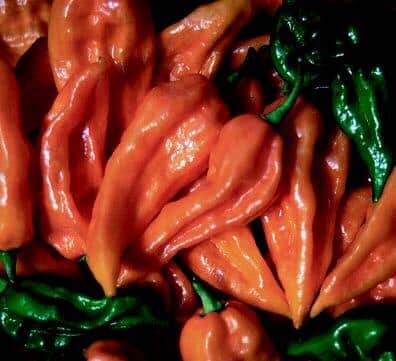 Packet of Fatalii hot pepper seeds from Seeds 'n Such, showing 20 seeds in a clear packet for planting and gardening.