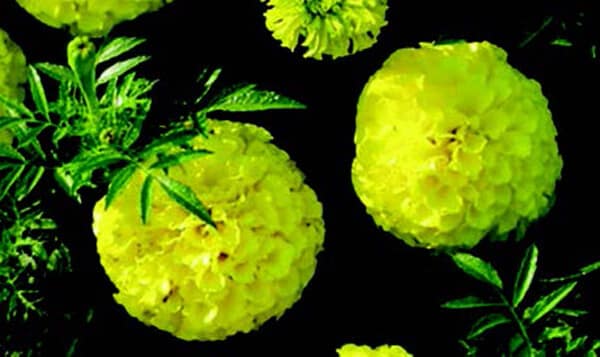 Packet of First Lady Hybrid Marigold Seeds from Seeds 'n Such showing 20 seeds in the packet.