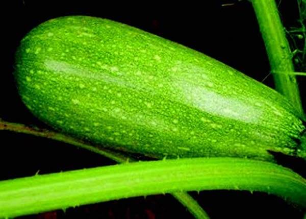 Magda Hybrid - Blessings Grow Meadows