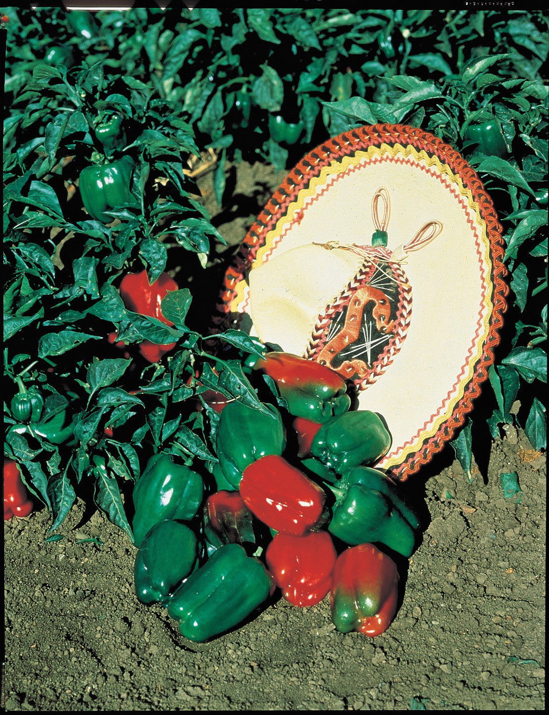 Mexibell Hybrid Pepper Seeds - Blessings Grow Meadows