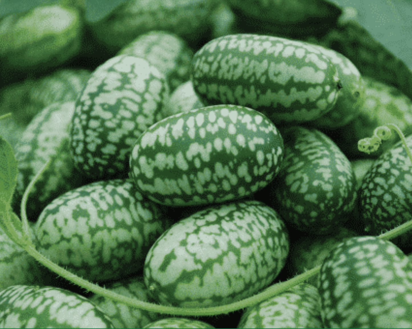 Packet of Seeds 'n Such Mexican Sour Cucumber Seeds showing 20 seeds in a clear packet.
