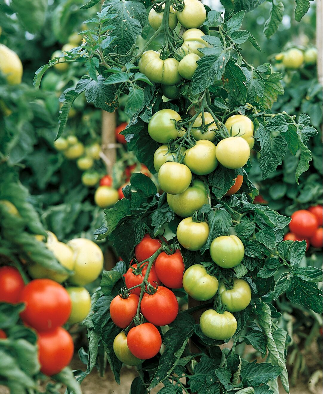Carmello Hybrid Tomato Seeds - Blessings Grow Meadows