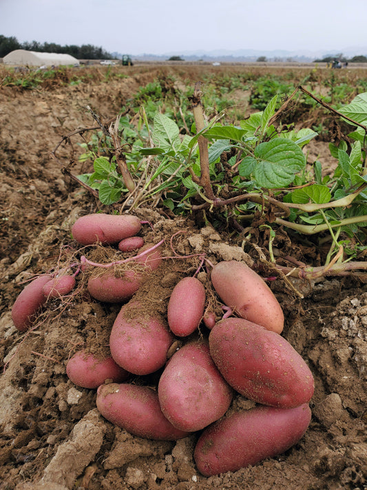 Packet of Clancy Hybrid Potato Seeds from Seeds 'n Such, showing 20-25 seeds in a colorful seed packet.