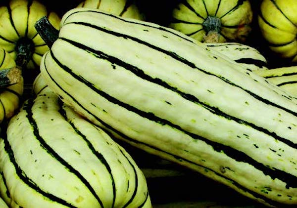 Packet of Seeds 'n Such Delicata or Sweet Potato Winter Squash seeds showing 20-25 seeds in a packet.