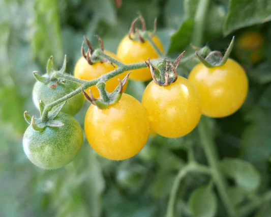Packet of Firefly Hybrid Tomato Seeds by Seeds 'n Such, showcasing 20-25 seeds in a colorful packet.