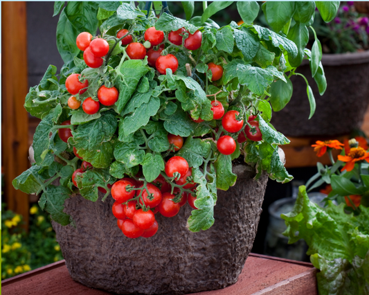 Red Robin tomato seeds packet from Seeds 'n Such showing 20-25 vibrant red tomato seeds in a seed packet.