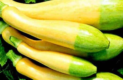 Packet of Seeds 'n Such Zephyr Hybrid Summer Squash Seeds with 20-25 seeds for planting and growing summer squash.