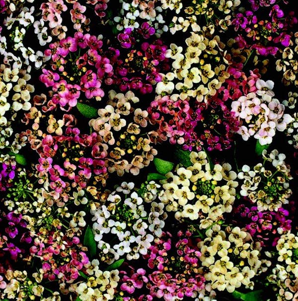 Aphrodite Mix Alyssum Seeds - Blessings Grow Meadows
