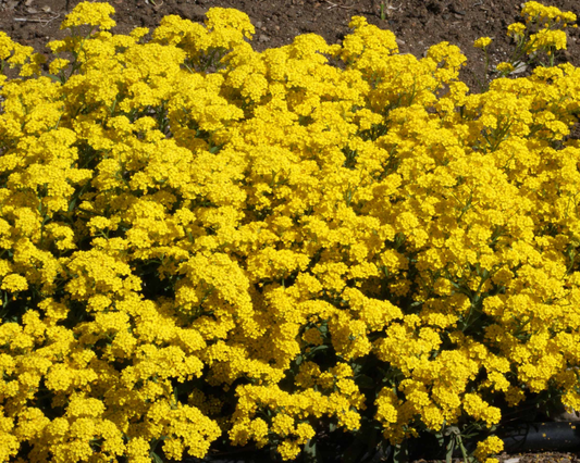 Packet of Seeds 'n Such Basket of Gold Alyssum seeds showing 200 seeds in a colorful packet.