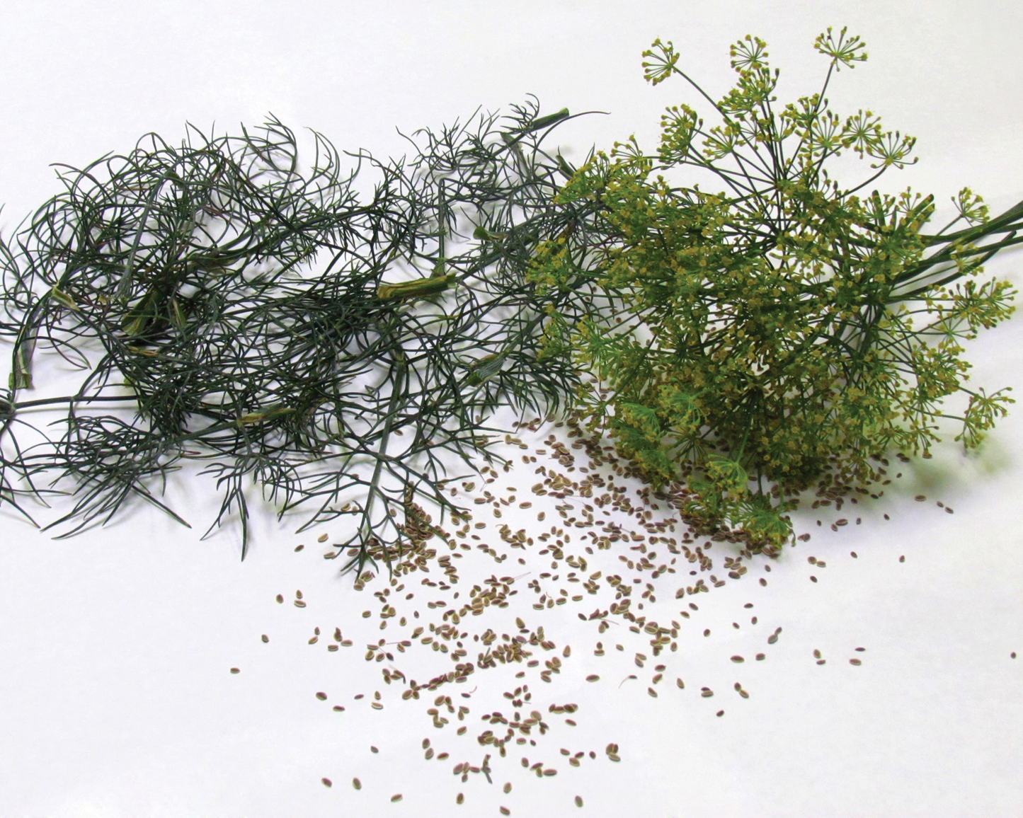Bouquet Dill Seeds - Blessings Grow Meadows