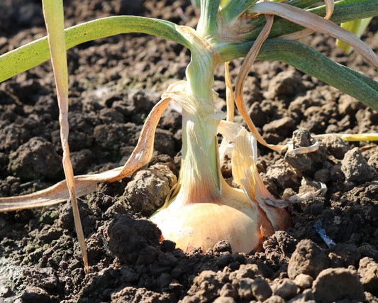 Candy Hybrid Onion Seeds - Blessings Grow Meadows