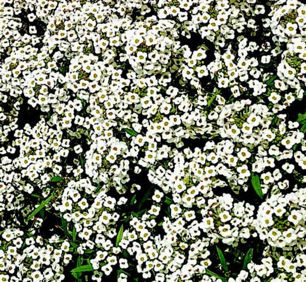 Carpet of Snow Alyssum Seeds - Blessings Grow Meadows