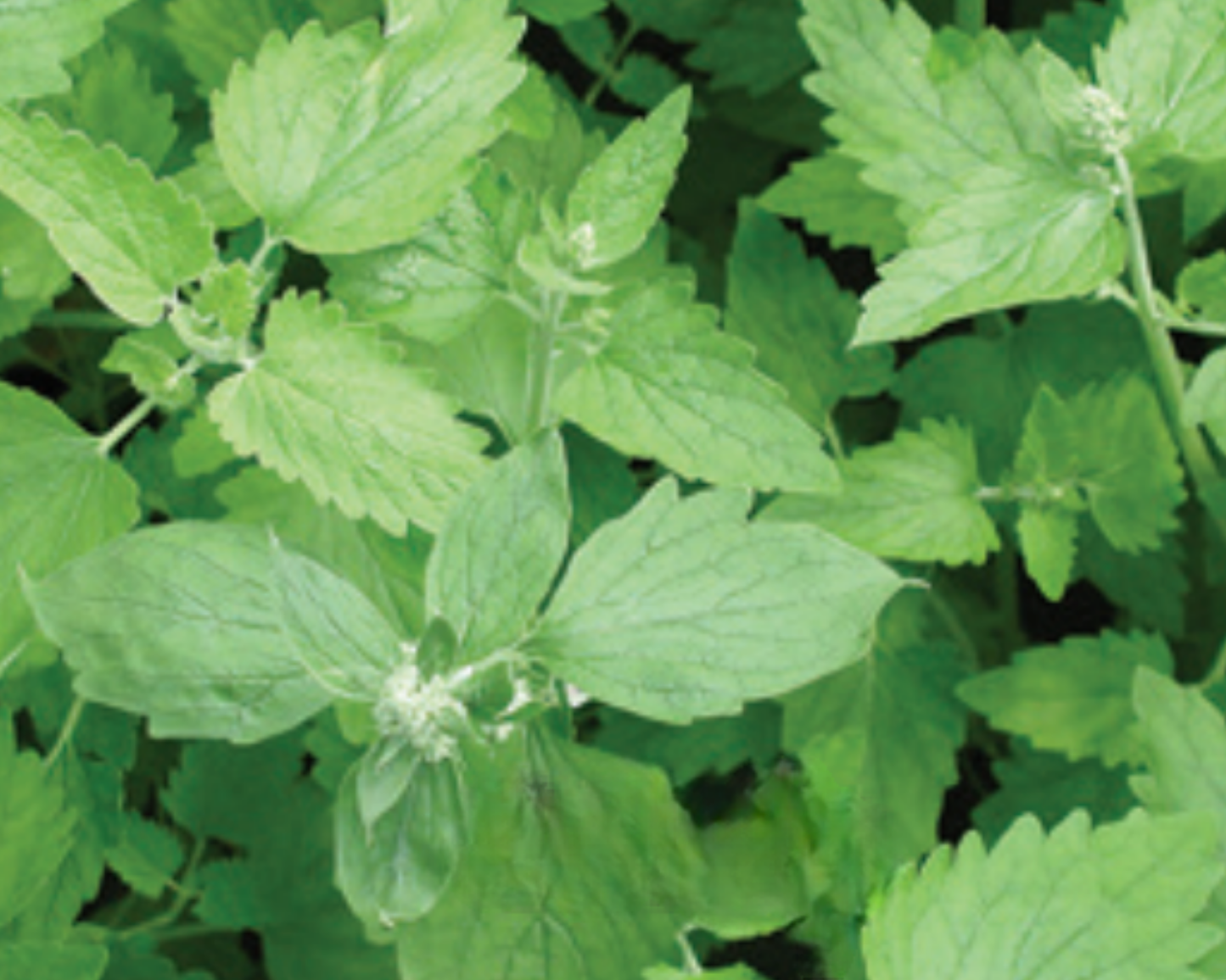 Catnip Seeds - Blessings Grow Meadows