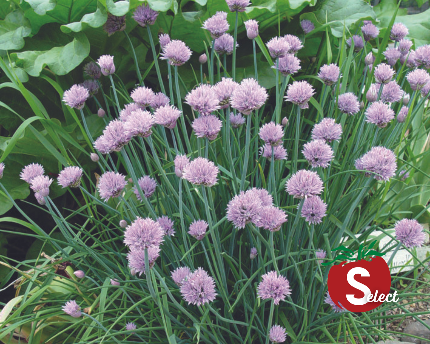 Chive Seeds - Blessings Grow Meadows