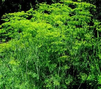 Dill Seeds, Mammoth Long Island - Blessings Grow Meadows