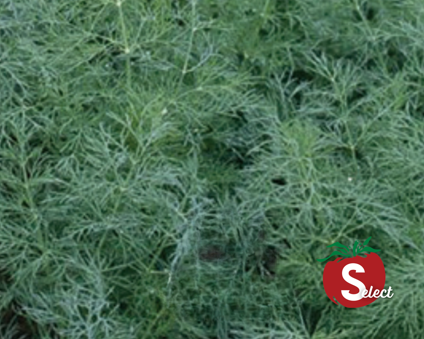 Dukat dill seeds in Seeds 'n Such packet, showing small green dill seeds for planting or culinary use.