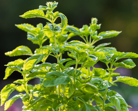 Packet of Seeds 'n Such Genovese or Sweet Basil seeds showing 200 seeds in a clear packet for planting and gardening.