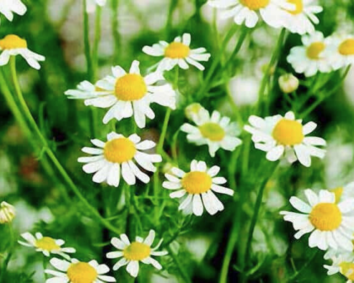 Packet of Seeds 'n Such German Chamomile seeds showing 200 seeds in a clear packet, ideal for planting chamomile flowers.