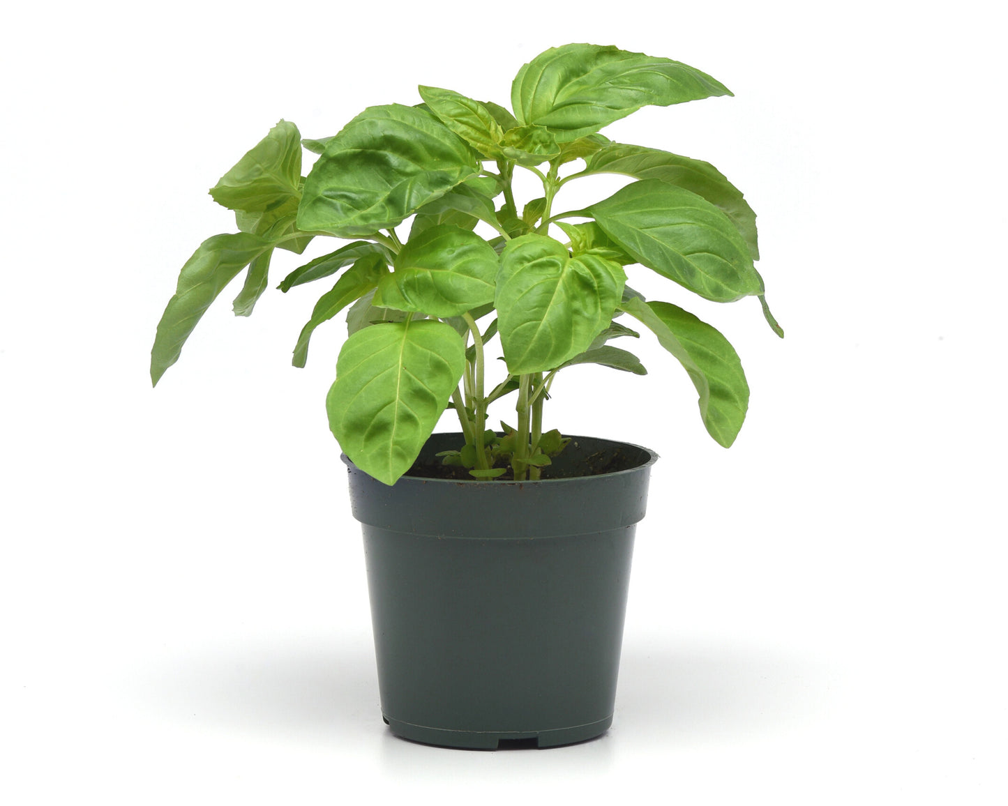 Packet of Seeds 'n Such Newton Basil Seeds showing 200 seeds for home herb gardening.
