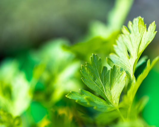 Packet of Seeds 'n Such Italian Plain Leaf Parsley Seeds with 200 seeds in a clear packet, ideal for herb gardening