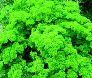 Packet of Seeds 'n Such Moss Curled Parsley Seeds showing 200 seeds in a clear packet, ideal for herb gardening.