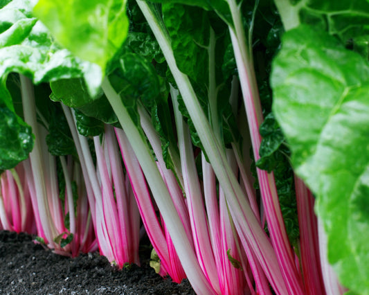 Peppermint Swiss Chard Seeds packet by Seeds 'n Such, showing a colorful packet with 200 seeds for planting.