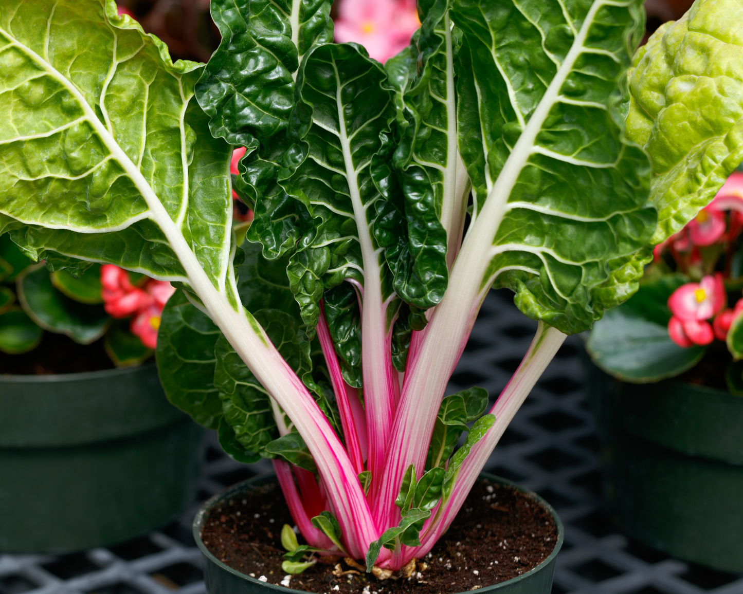 Packet of Seeds 'n Such Peppermint Swiss Chard Seeds showing 200 seeds in a colorful packet.