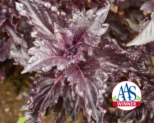 Purple Ruffles Basil seeds packet from Seeds 'n Such, showing vibrant purple basil seeds and colorful seed packet.