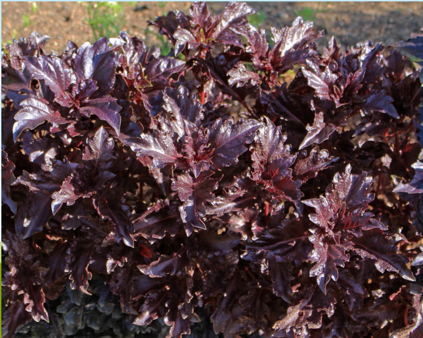 Purple Ruffles Basil Seeds packet from Seeds 'n Such, featuring 200 seeds of vibrant, ruffled purple basil plant for garden planting.