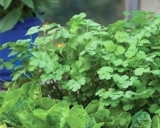 Packet of Seeds 'n Such Santo Cilantro Seeds with 200 seeds for planting and herb gardening.