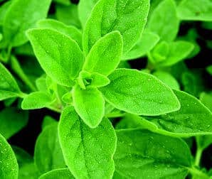 Packet of Seeds 'n Such Sweet Marjoram seeds showing 200 small seed grains in a clear packet.
